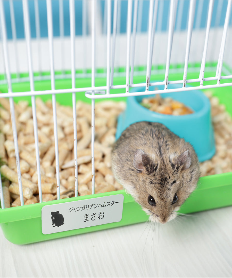 レプタイルズプレートM