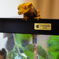 レプタイルズプレートS