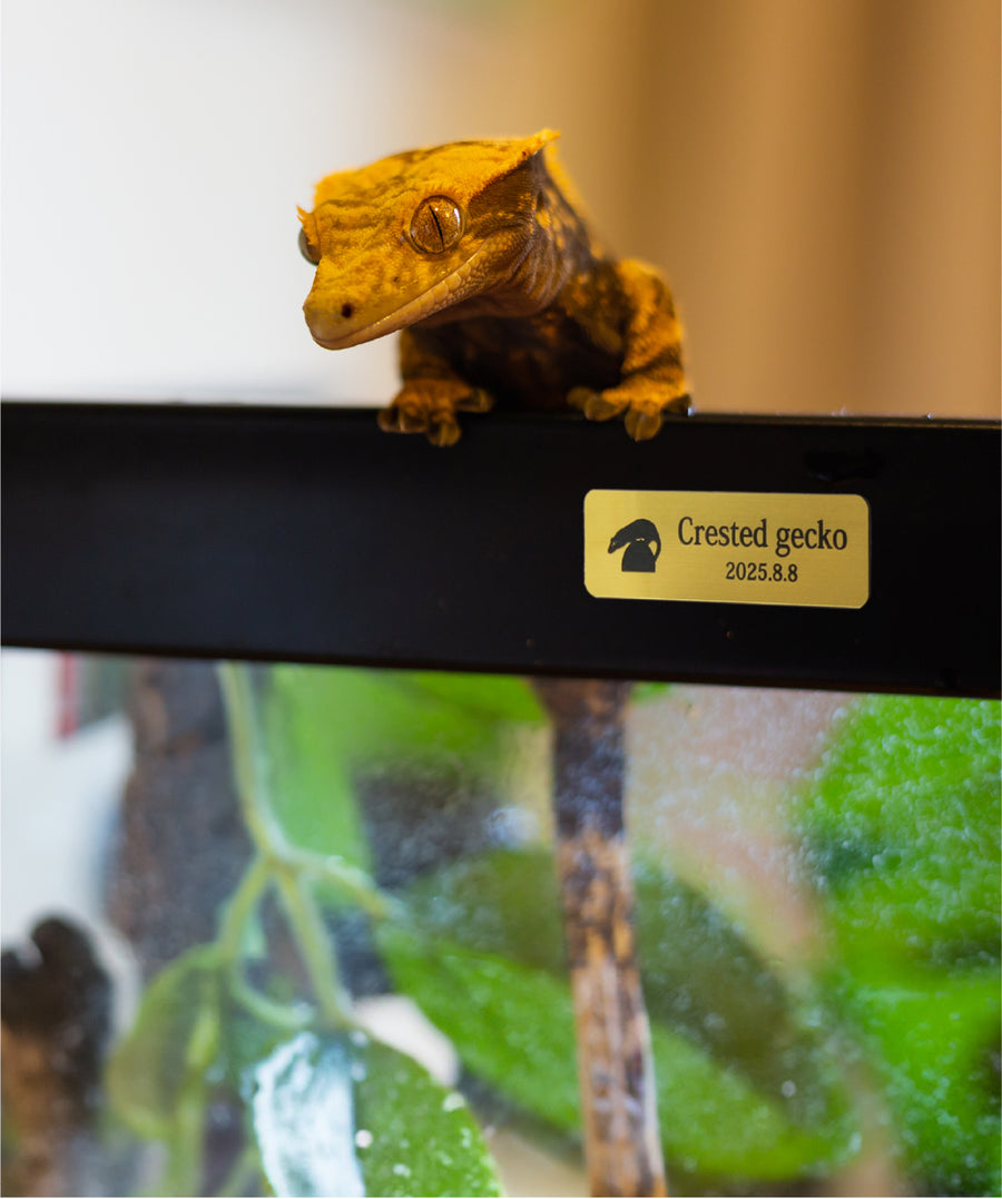 レプタイルズプレートS